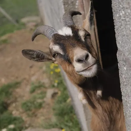 La Billardiere A La Ferme Le Menil-Ciboult