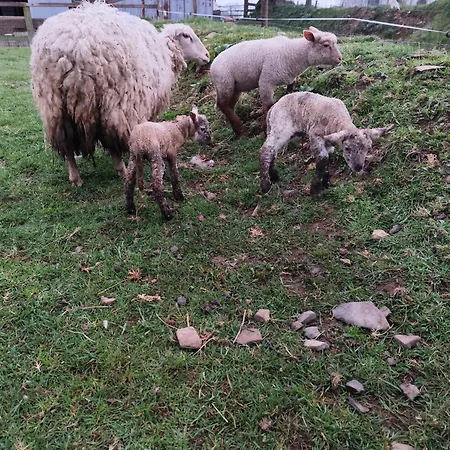 Kemp La Billardiere A La Ferme Le Menil-Ciboult