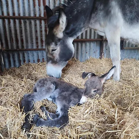 La Billardiere A La Ferme Kemp