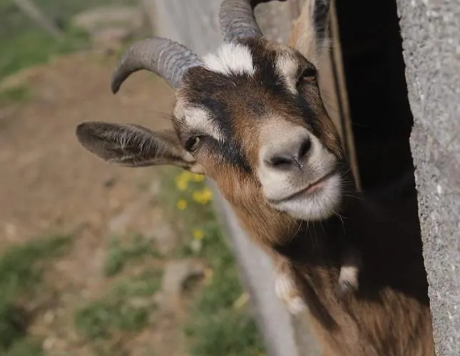 La Billardiere A La Ferme Le Menil-Ciboult