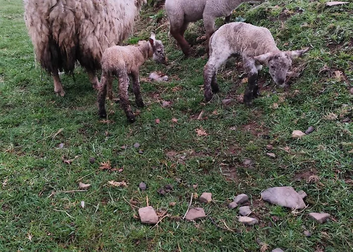 Kemping La Billardiere A La Ferme Le Menil-Ciboult