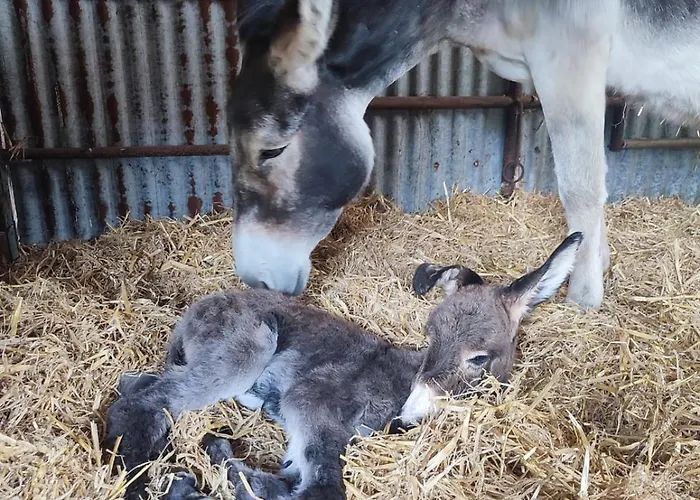 La Billardiere A La Ferme Kemping